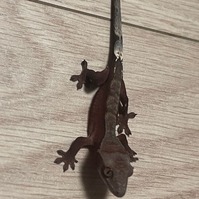 챠콜 팬텀 카푸치노
