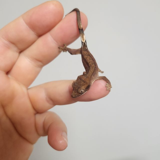 알티 챠콜