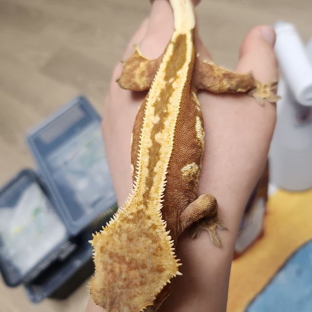엠티백 레드