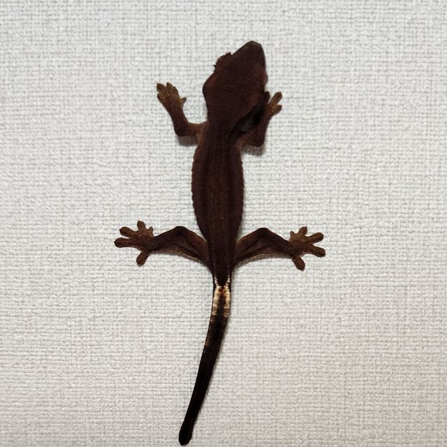 알티 챠콜