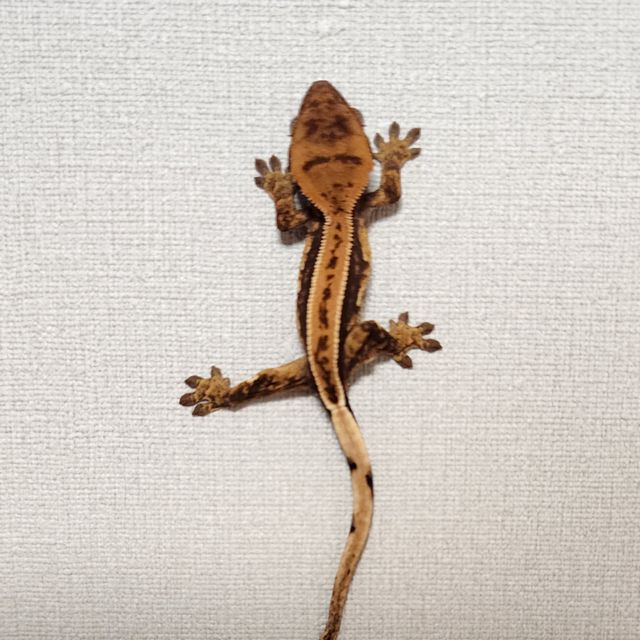 오닉스 엠티백 풀핀