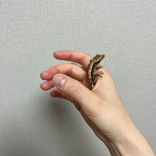 띠이
