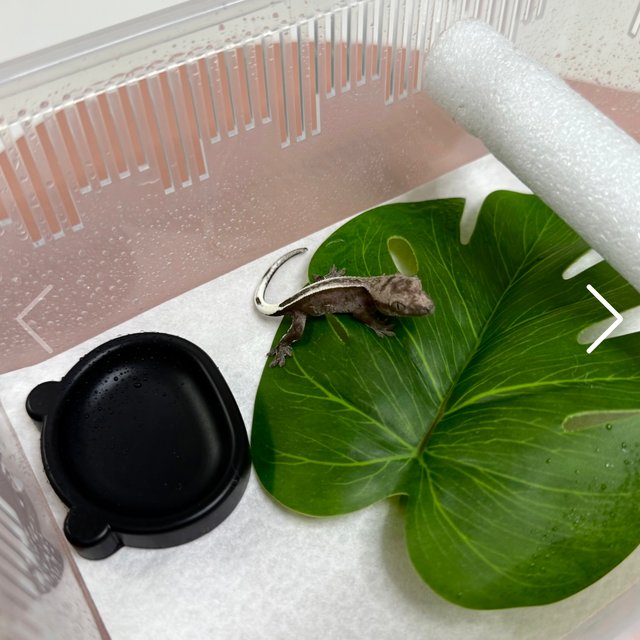 릴리100%헷아잔틱