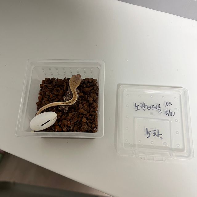 릴리화이트