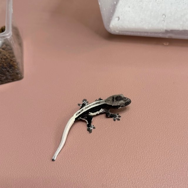 릴리100%헷아잔틱