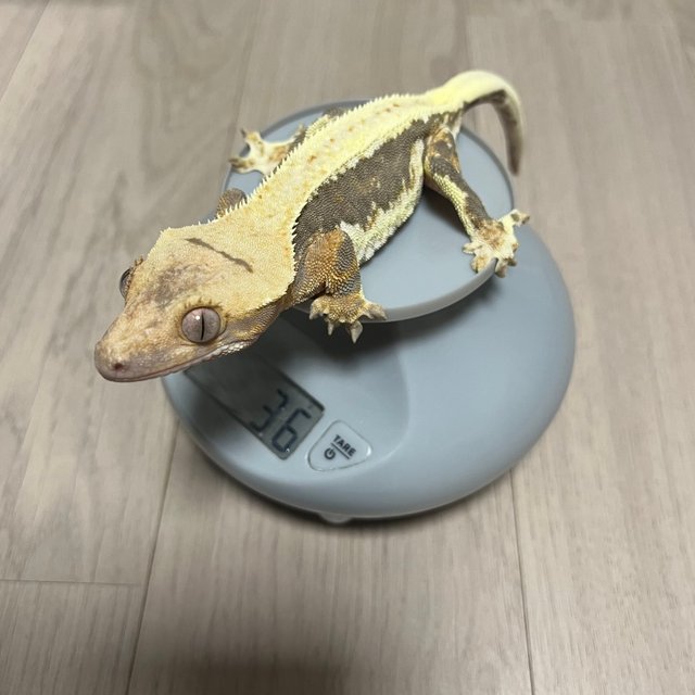 릴리100%헷아잔틱