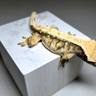 트라이 익스트림할리퀸 드리피