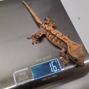 트라이 익스트림할리퀸 텐저린