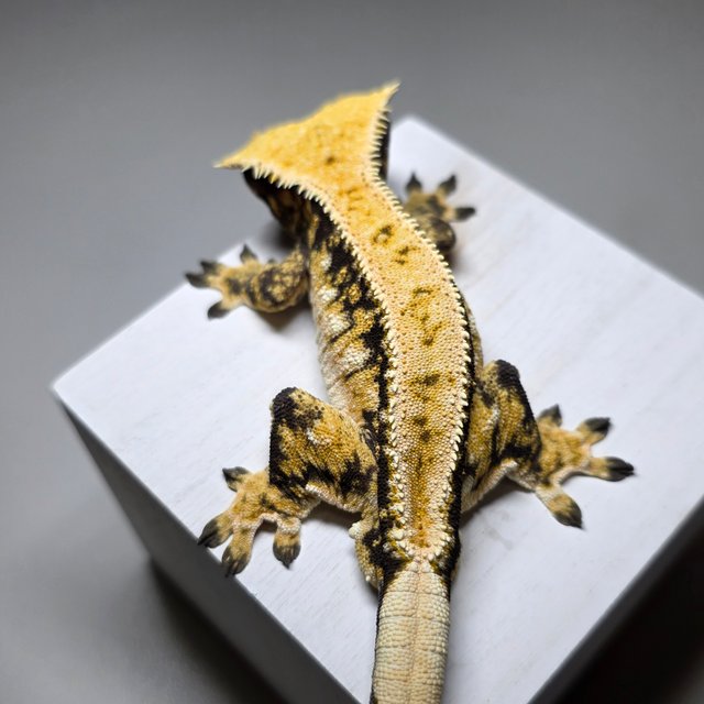 트라이 드리피 익스트림할리퀸 풀핀 타이거