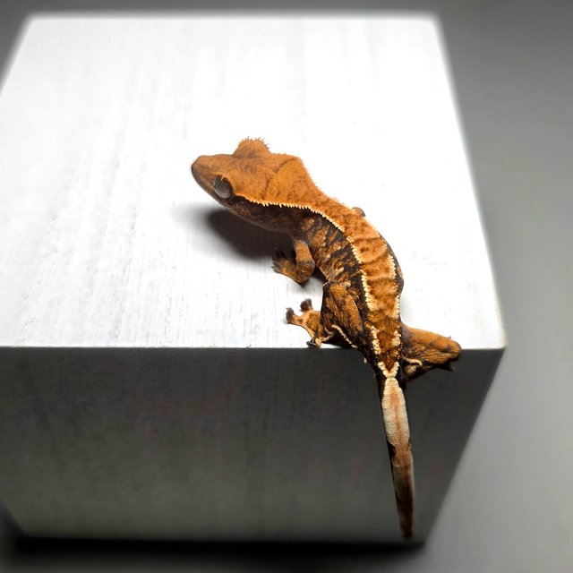 트라이 익스트림할리퀸 텐저린