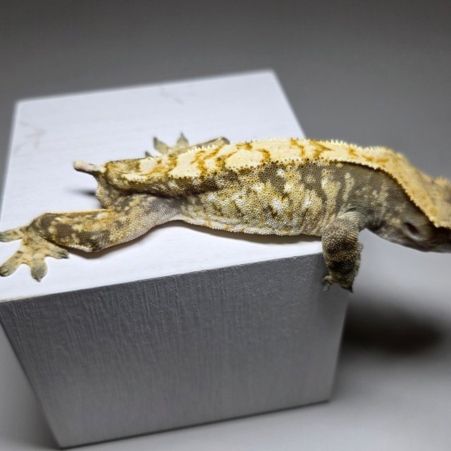 트라이 익스트림할리퀸