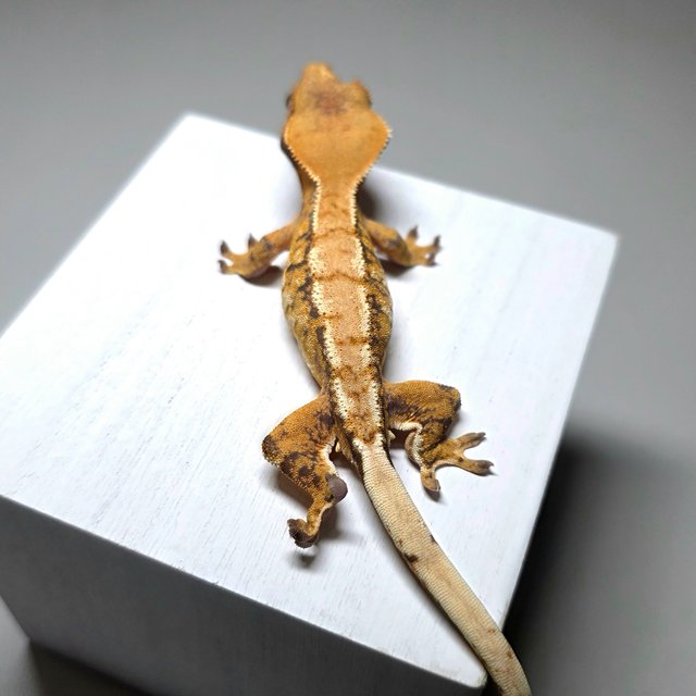 트라이 할리퀸 익스트림할리퀸