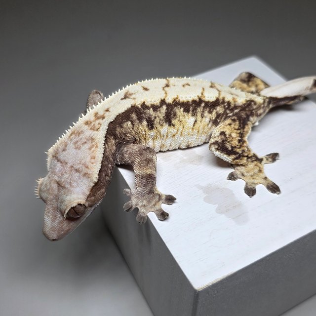 트라이 익스트림할리퀸