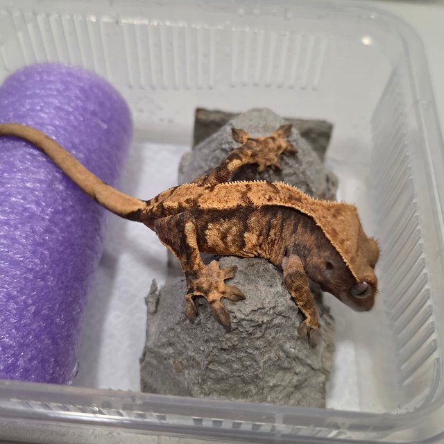 트라이 익스트림할리퀸 텐저린