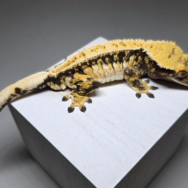 트라이 드리피 익스트림할리퀸 풀핀 타이거