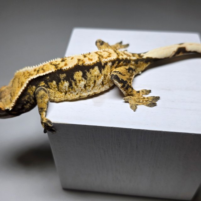 트라이 익스트림할리퀸 텐저린