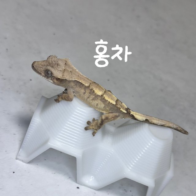 세이블