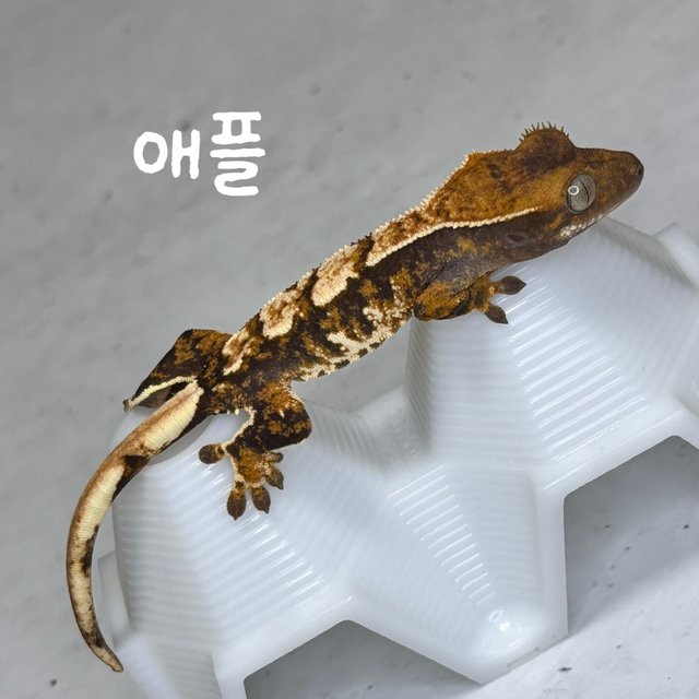 트라이 익스트림할리퀸