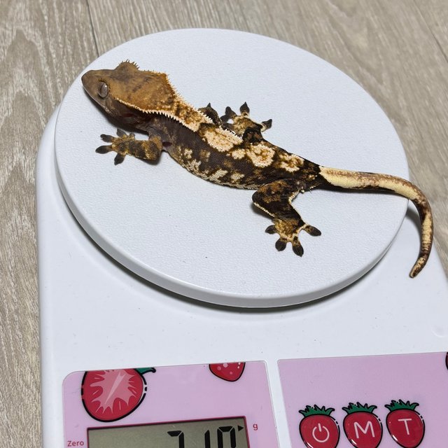 트라이 익스트림할리퀸