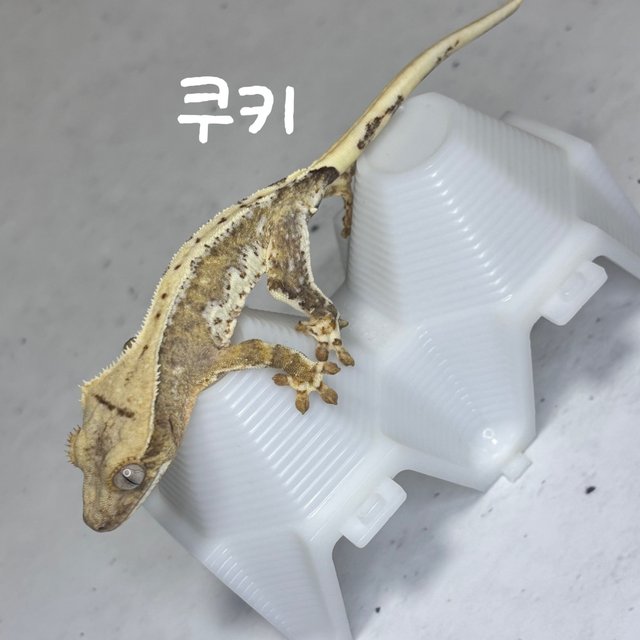 릴리100%헷아잔틱