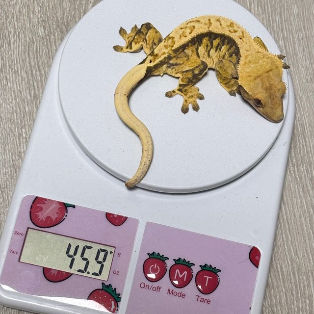 트라이 익스트림할리퀸