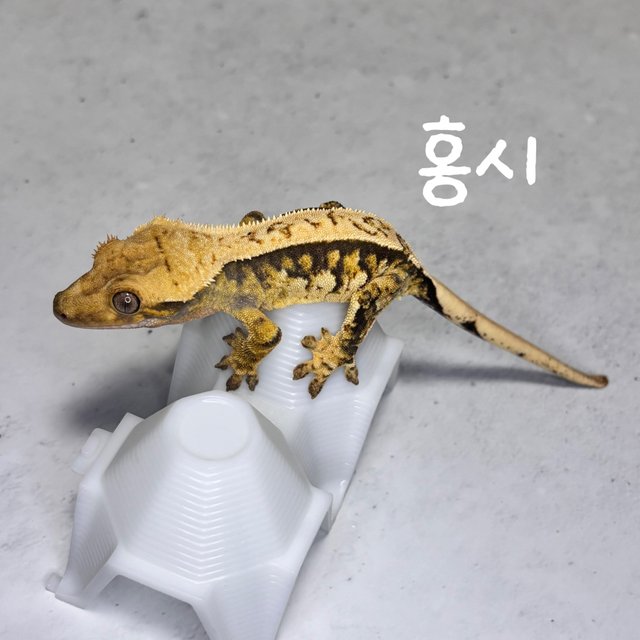 트라이 익스트림할리퀸