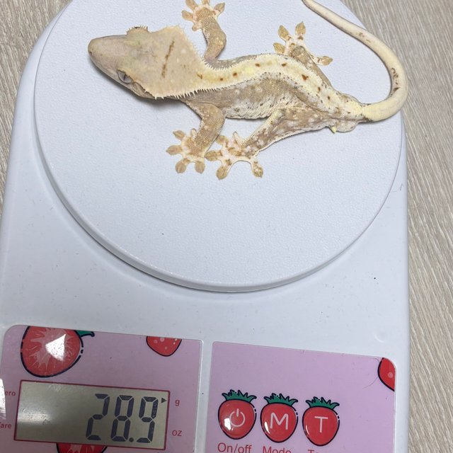 릴리100%헷아잔틱