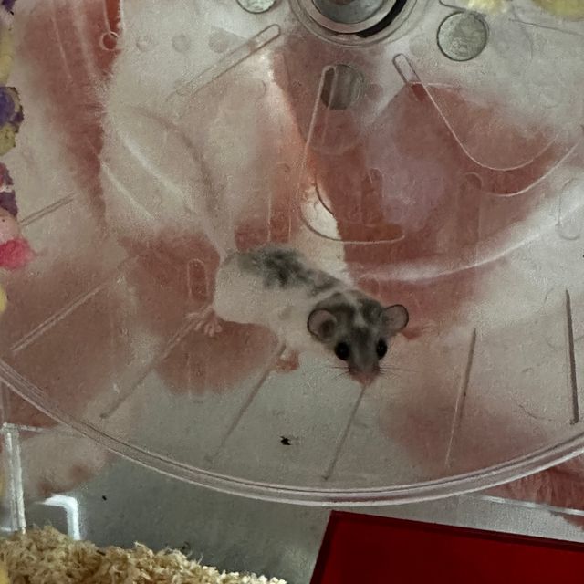달마시안