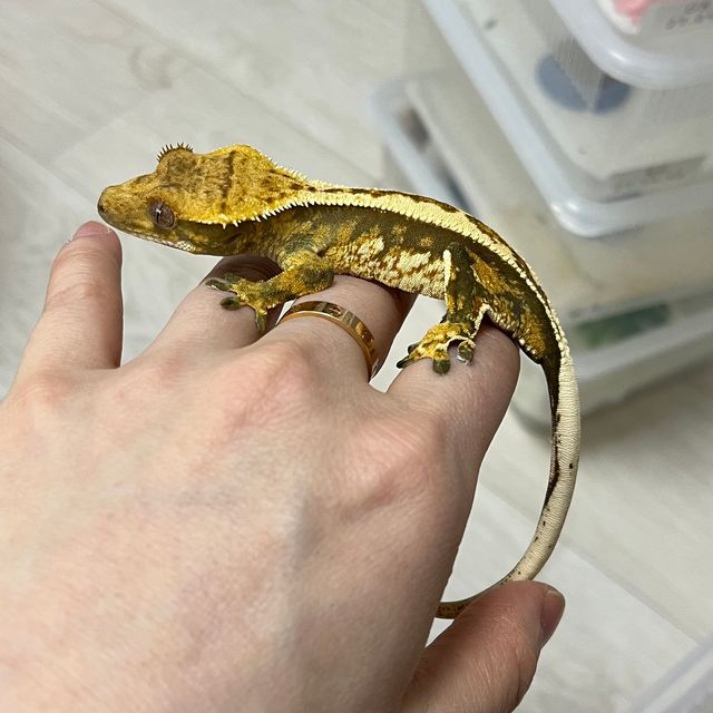 노멀 쿼드