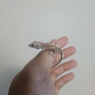 세이블 100%헷아잔틱