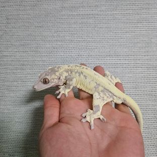 프라푸치노