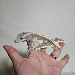 릴잔틱