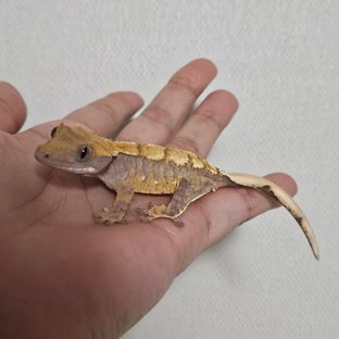 익스트림할리퀸
