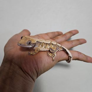 트라이