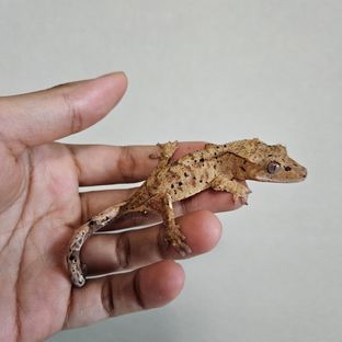 슈퍼달마시안