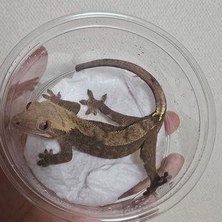 다크 팬텀