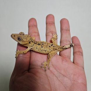 슈퍼달마시안