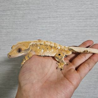 트라이