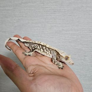 블랙 화이트