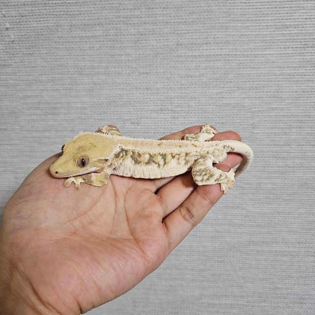 릴리화이트