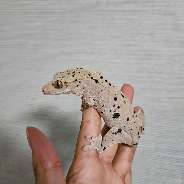 슈퍼달마시안