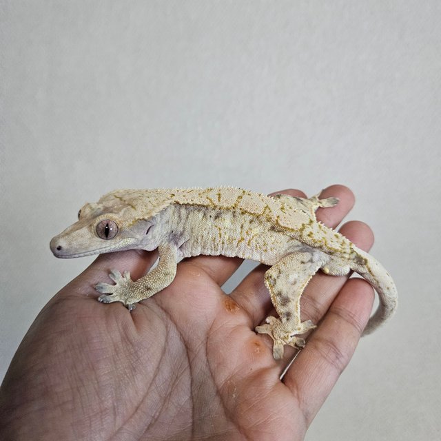 드리피 화이트스팟