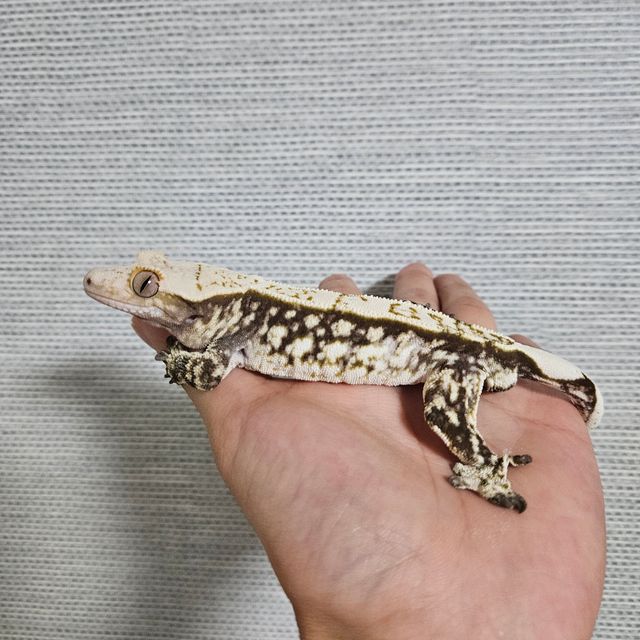 블랙 화이트