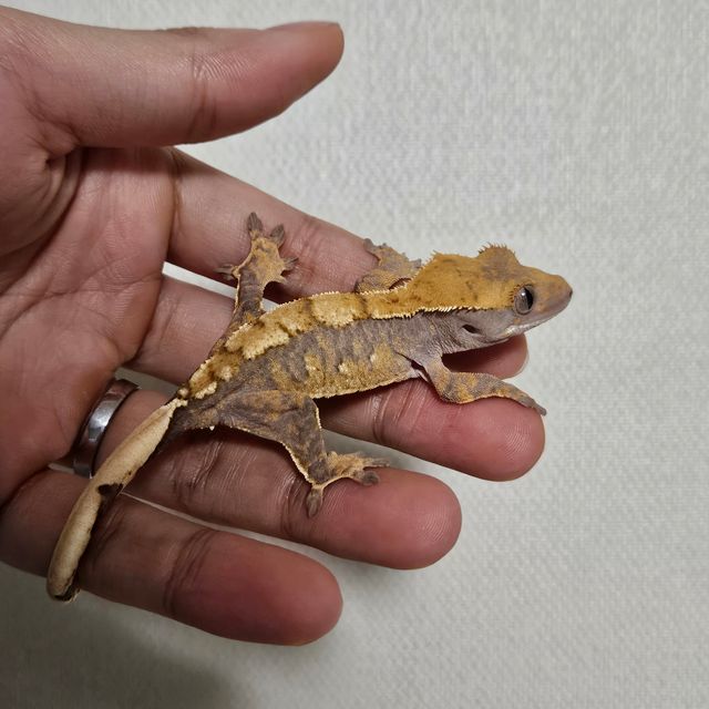 익스트림할리퀸