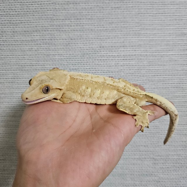 드리피 크림시클