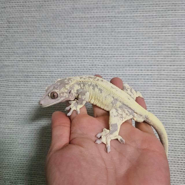 프라푸치노