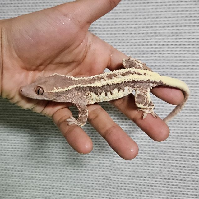 프라푸치노