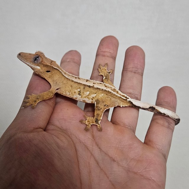 크림 크림시클