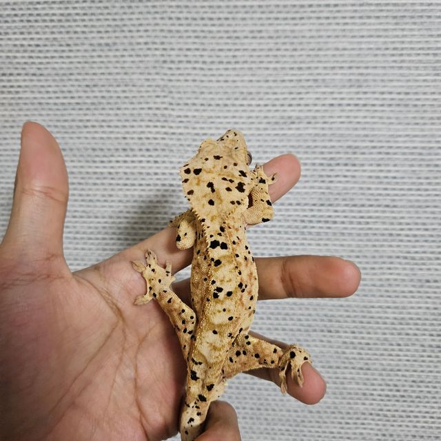 슈퍼달마시안