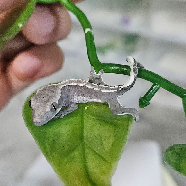 아잔틱